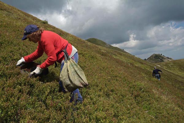 raccolta mirtilli _DSF5377.jpg