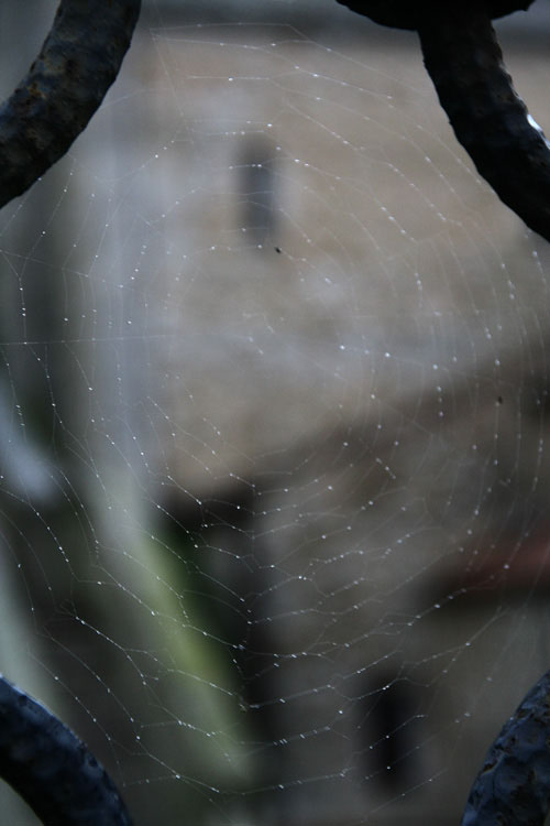 ragnatela aquileia.jpg