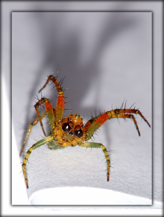 Ragno5-web.jpg