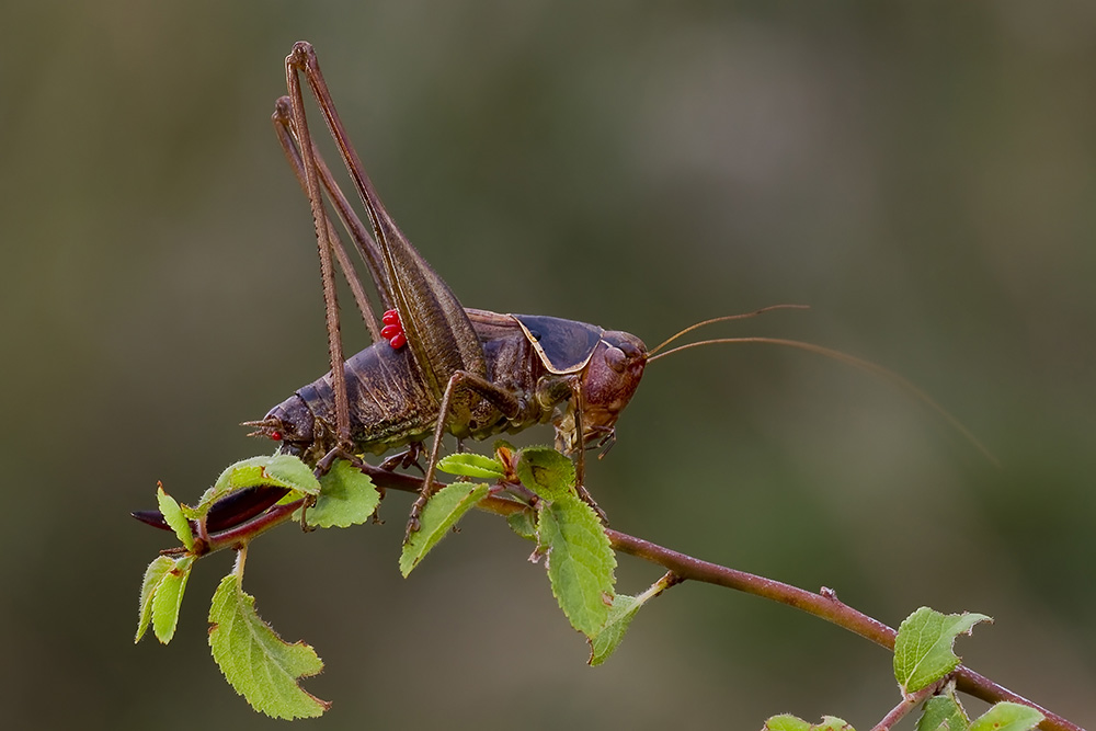 Ridotta2 5210.jpg