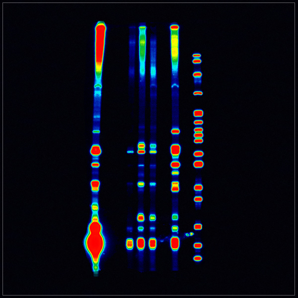 RNA.jpg