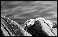 Rope_border_thumb.JPG