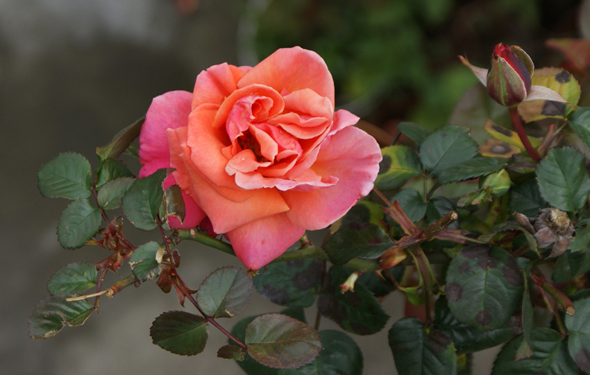 Rosa-2.jpg