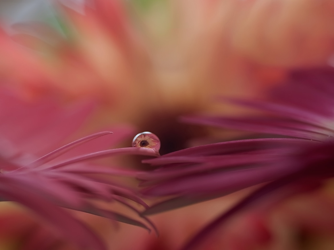 rosa1.jpg