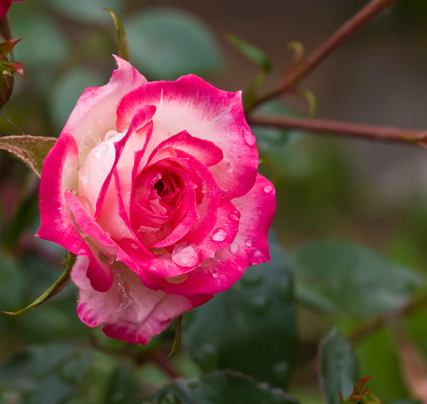 rosa1.jpg