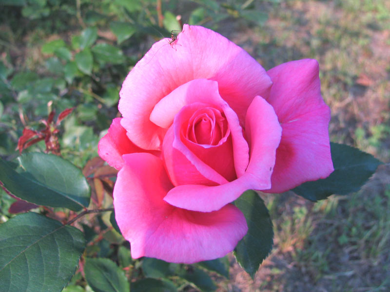Rosa2.jpg