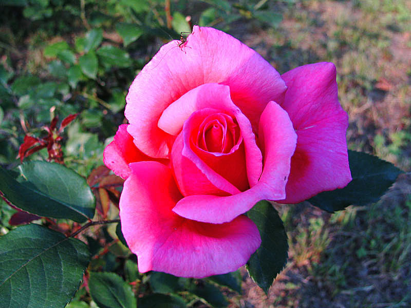rosa2_625.jpg