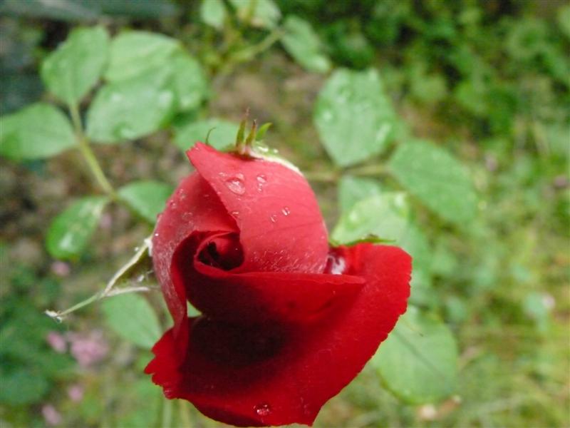 Rosa2 bologna 2007 salvata (Medium).jpg