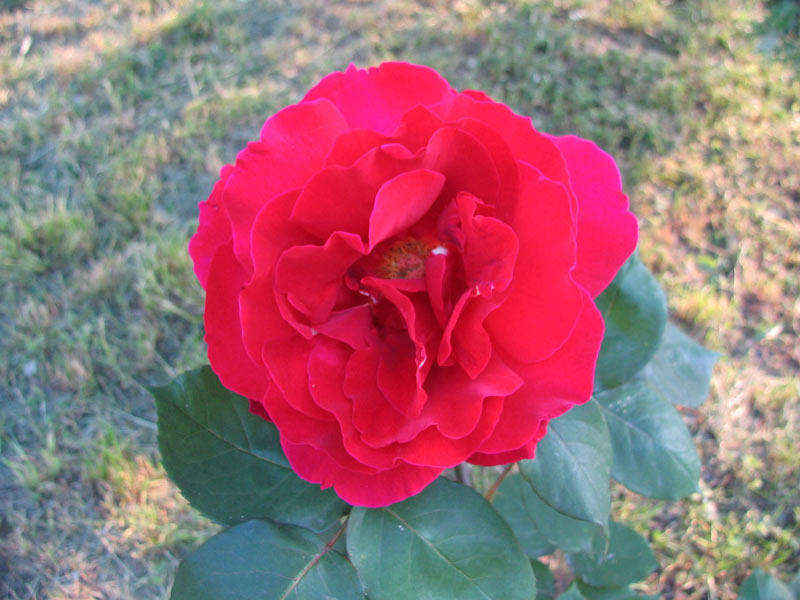 Rosa3.jpg