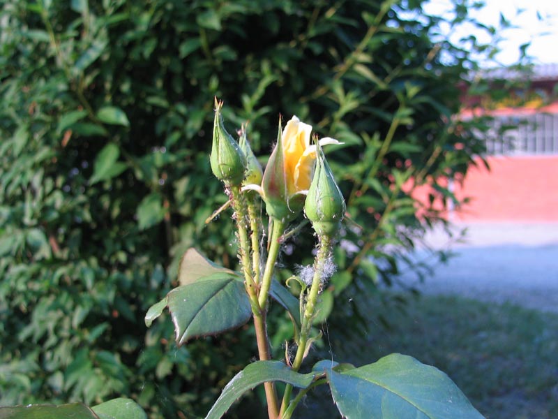 Rosa4.jpg