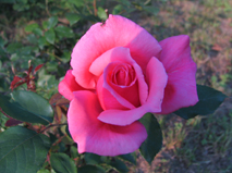 Rosa 1.jpg