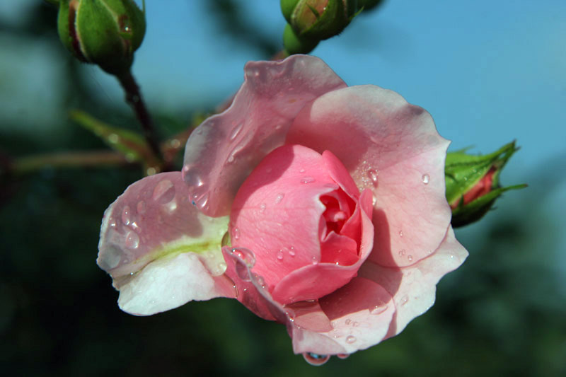 rosa_717.jpg