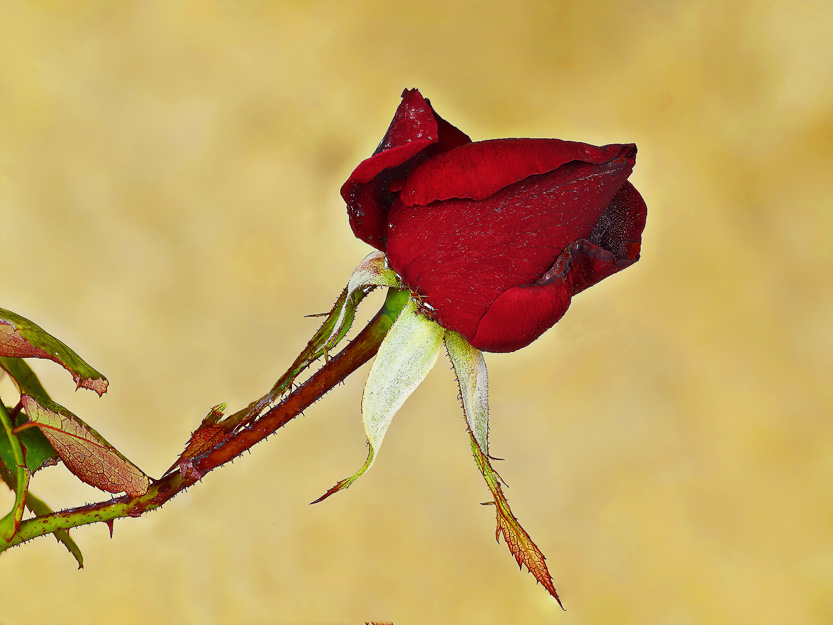 rosa_mia.jpg