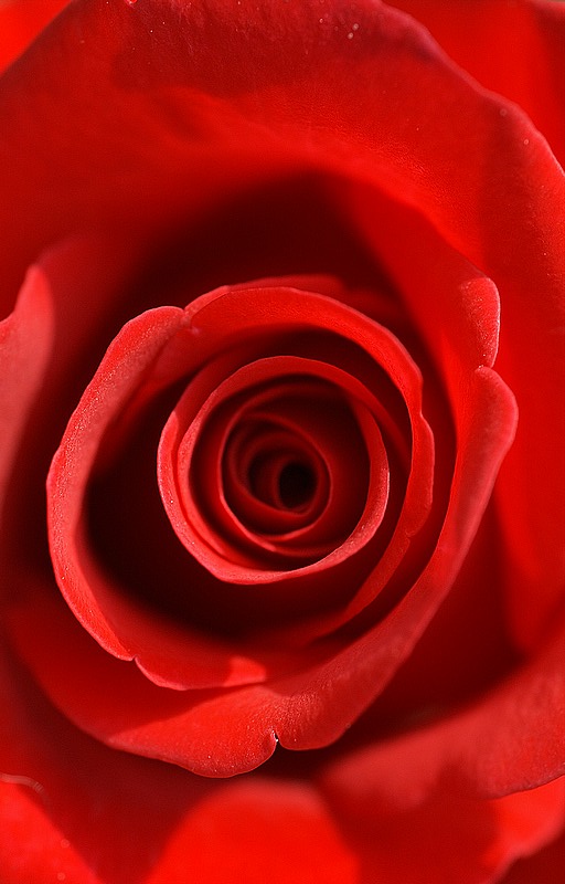 rosacerchi.jpg