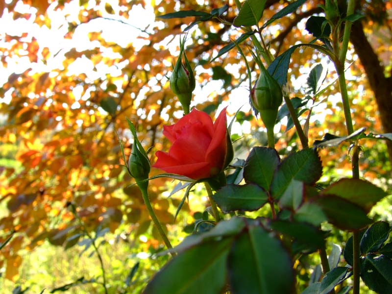 rosellina2.jpg