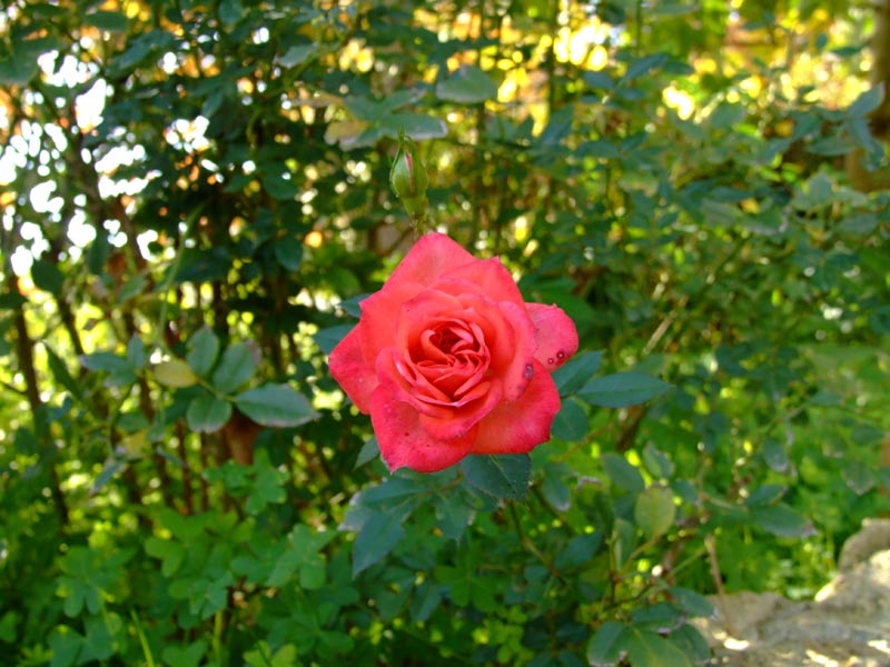 rosellina.jpg