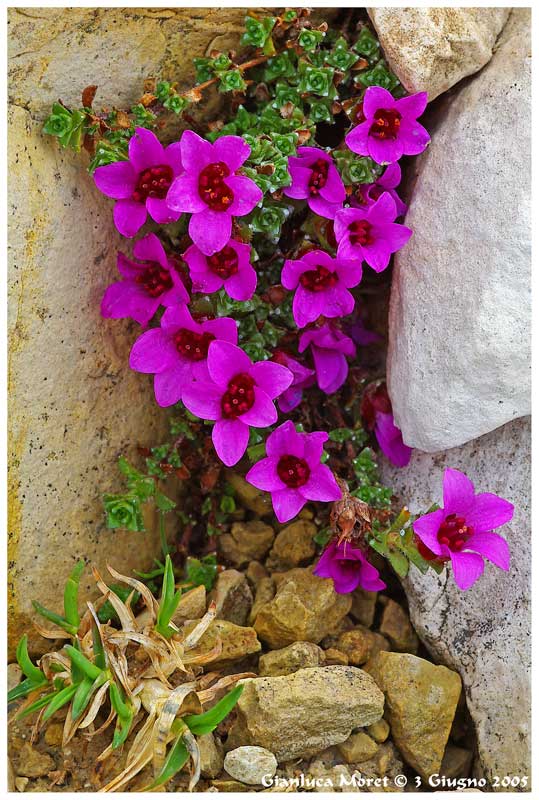 Sassifraga-oppositifolia-2 36.jpg
