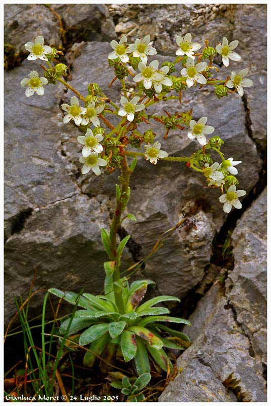 Saxifraga-A.gr.-pianta-sola.jpg