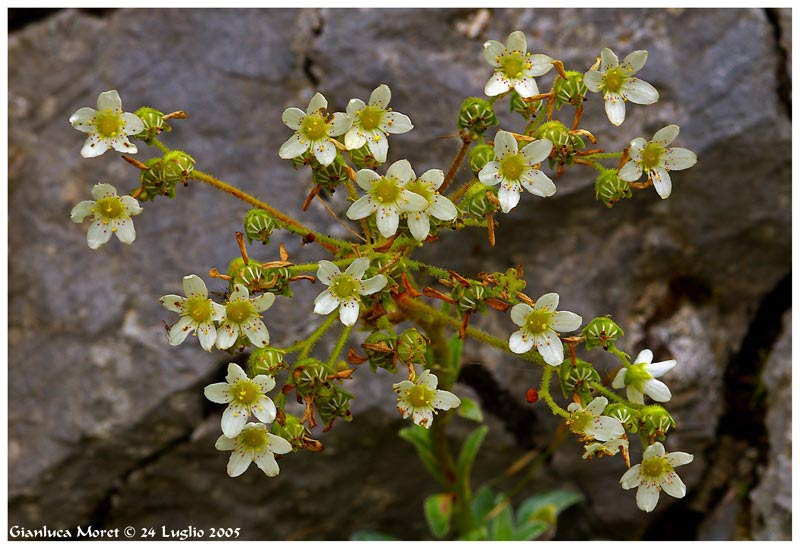 Saxifraga-B.gr.-capolino-fl.jpg