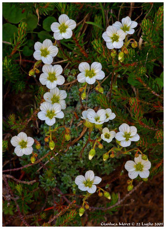 Saxifraga-W.jpg