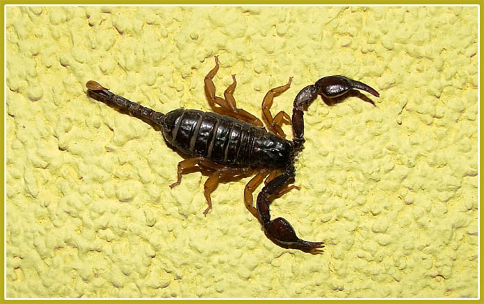 Scorpione.jpg