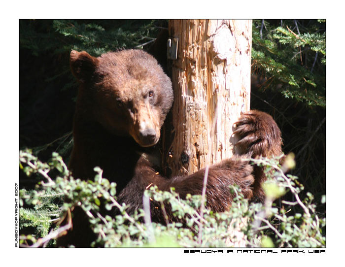 SequoiaNationalParkUSA.jpg
