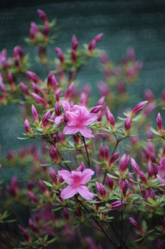 Sigma 1,8 D700.jpg