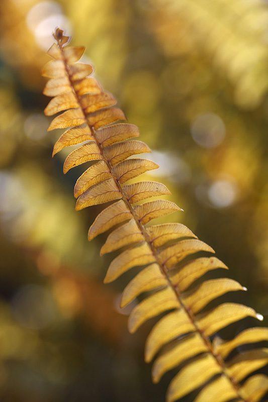 sigma macro3.jpg