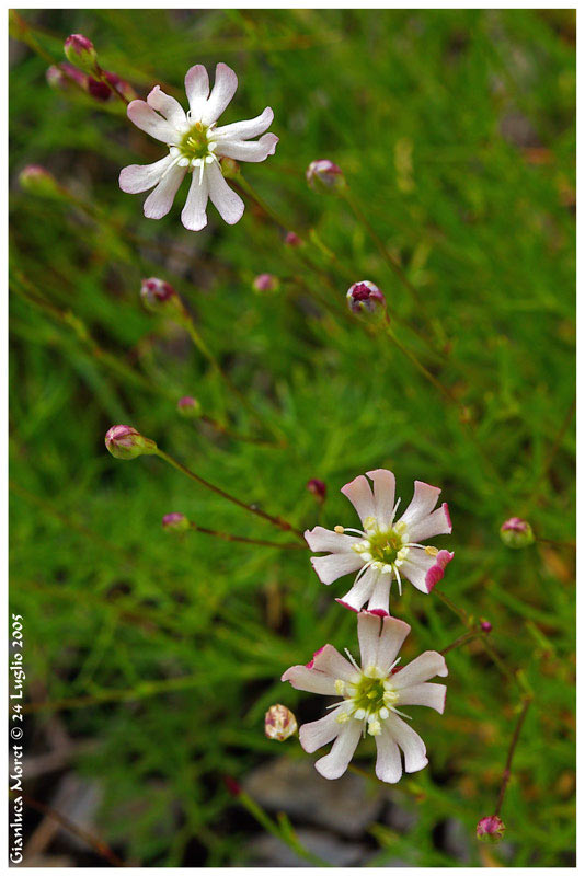 Silene-sassifragacea.jpg