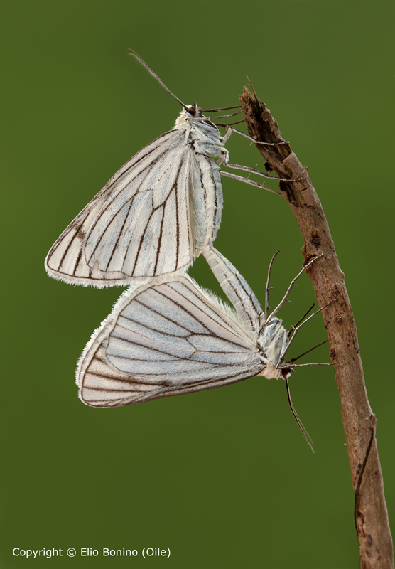 Siona-Lineata-(Geometridae)---verticale-800.jpg