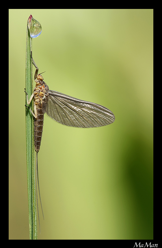 Siphlonurus_Lacustris_1.jpg