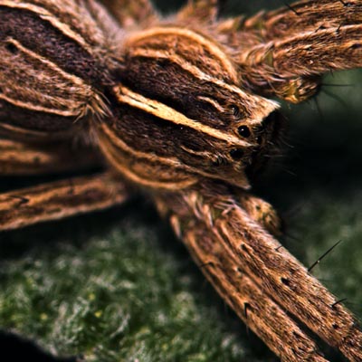 spider wide_crop.jpg