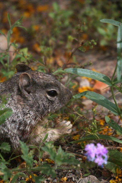 sqirrel .jpg