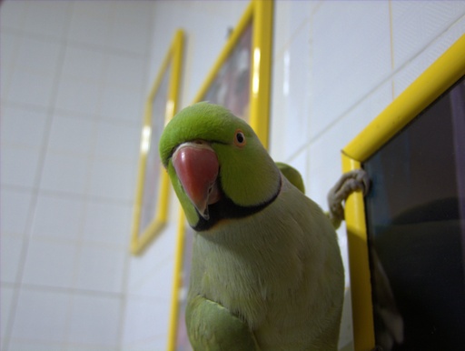 Stepok2.jpg
