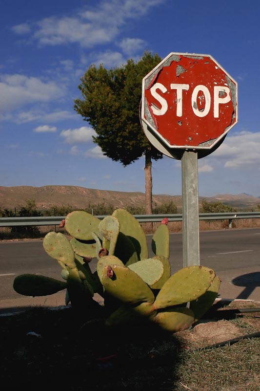 stop e cactus.jpg