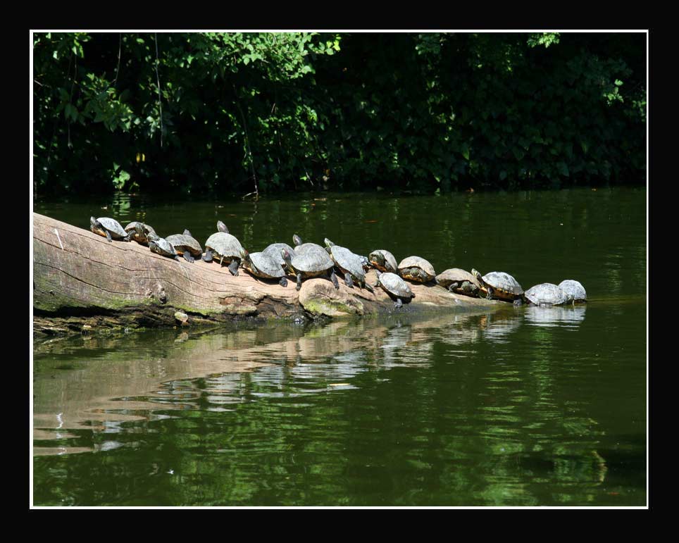 tartarughe.jpg