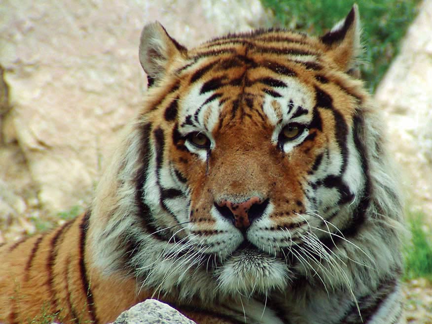 tigre2nv.jpg