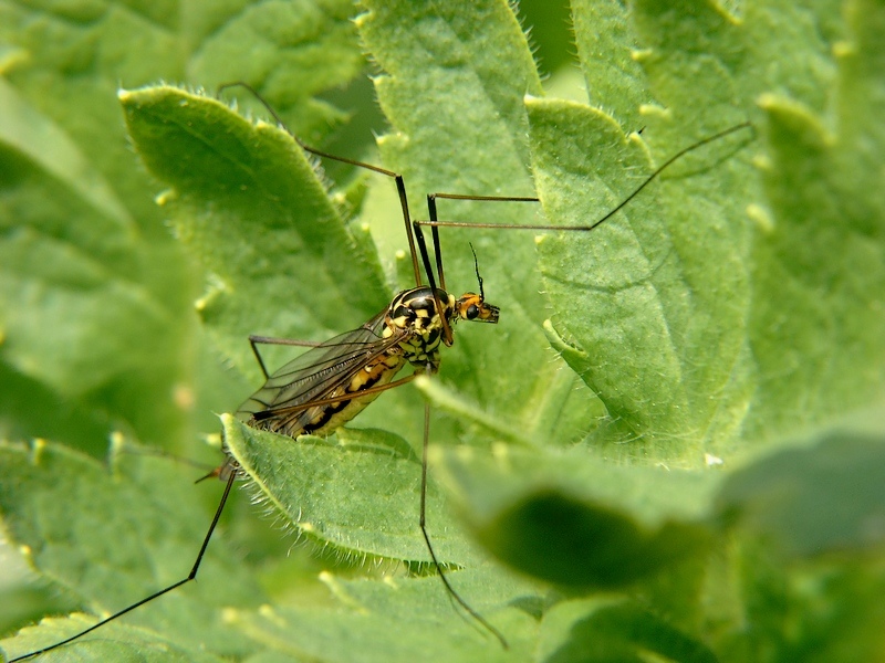 Tipula.JPG