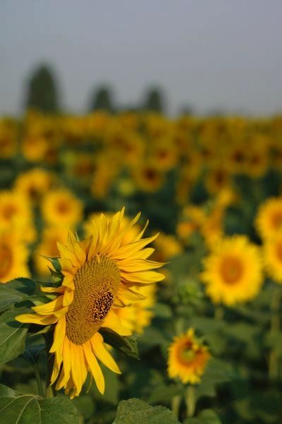 tn_Girasoli_2005-06-24-02.JPG