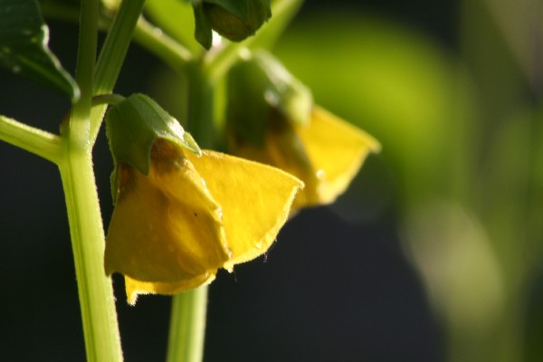 tomatillo2.JPG