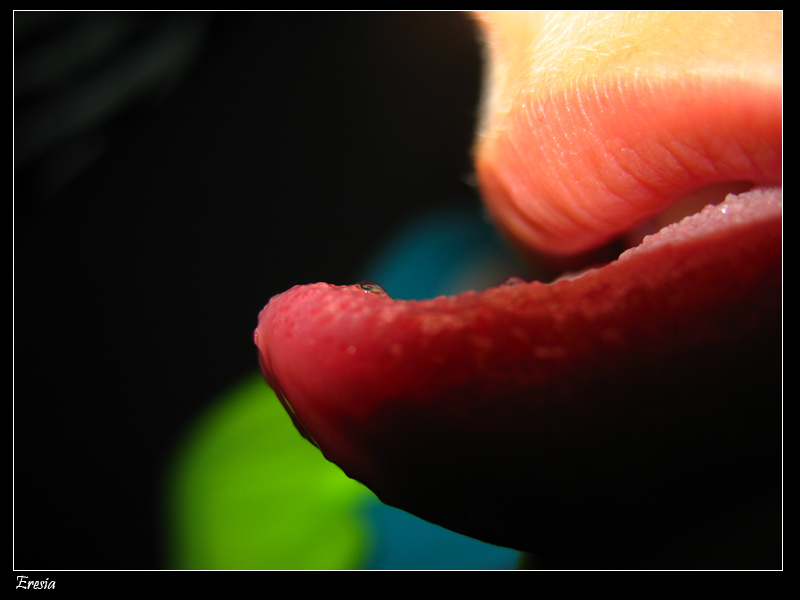 tongue.jpg