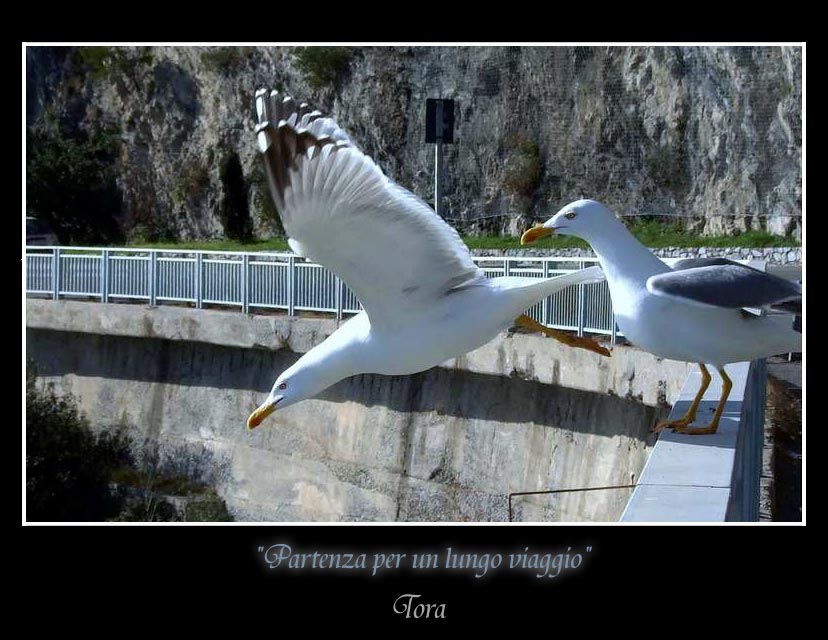 Tora-gabbiani-MDF.jpg