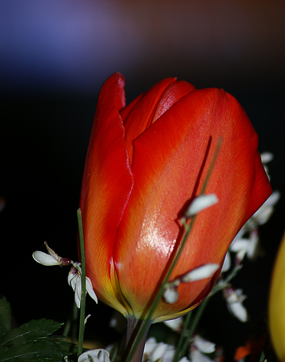 Tulipano-4.jpg
