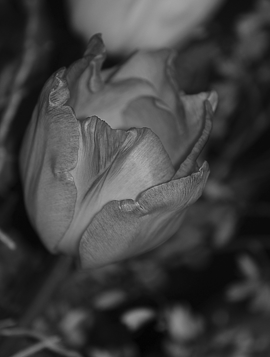 Tulipano-6.jpg