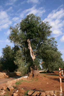 ulivi_10_RJ.JPG