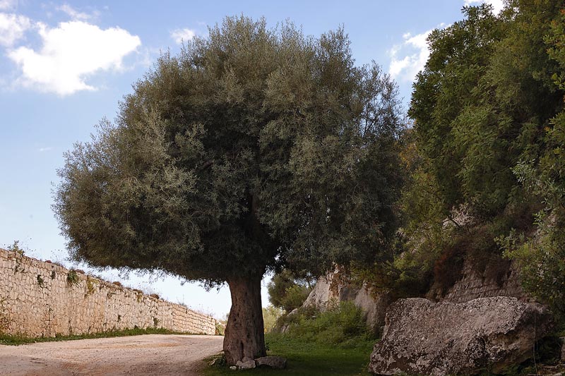 ulivo.jpg