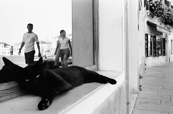 Ultimo-gatto.jpg