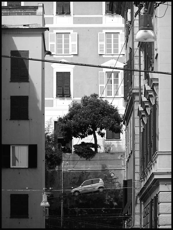 urban-tree.jpg