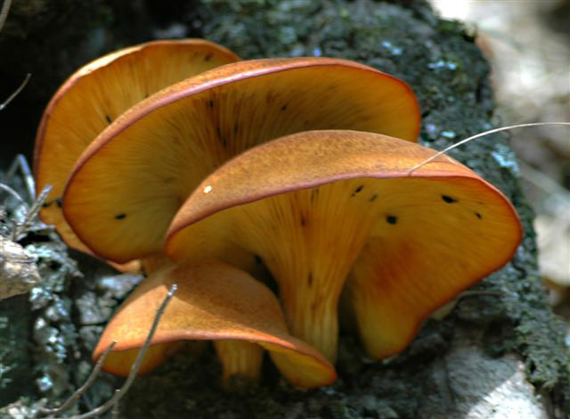 Val tidone 036 (Small).jpg