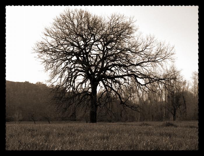 vecchio albero2WEB.JPG